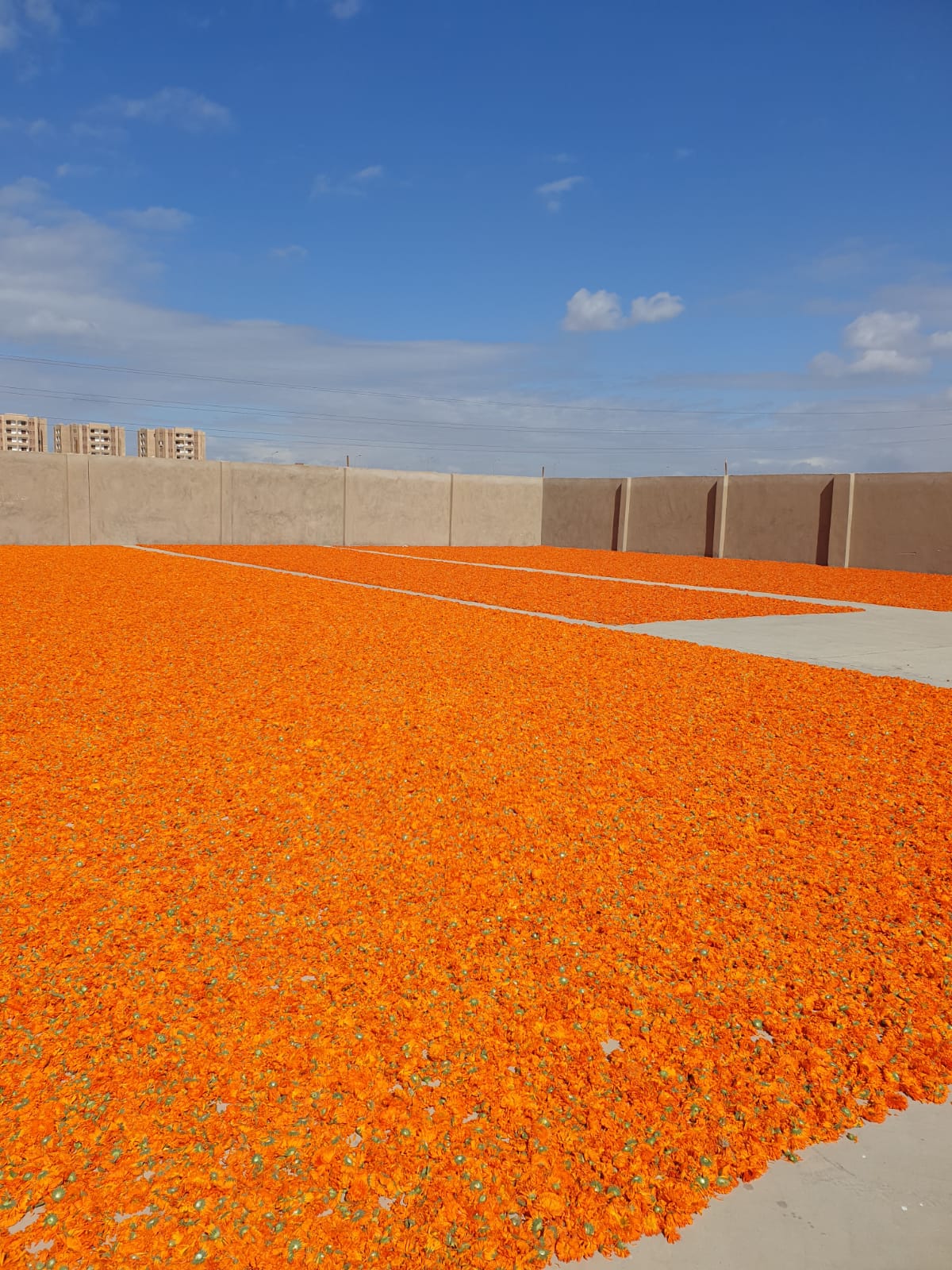 showing our real work